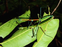 Periphetes quezonicus