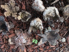 Scleroderma bermudense