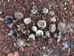 Scleroderma bermudense