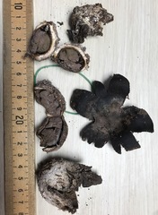 Scleroderma bermudense