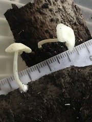 Lactocollybia variicystis