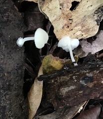 Lactocollybia variicystis