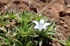 Craterocapsa tarsodes