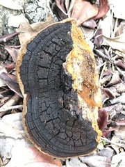 Fulvifomes coffeatoporus