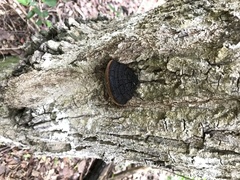 Fulvifomes coffeatoporus