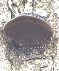 Fulvifomes coffeatoporus