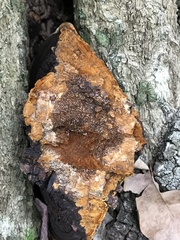 Fulvifomes coffeatoporus
