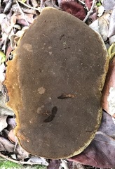 Fulvifomes coffeatoporus
