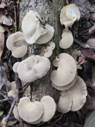 Favolus tessellatus