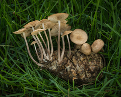 Collybiopsis subpruinosa