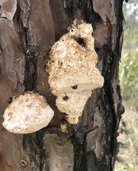 Fomitopsis palustris