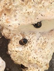 Fomitopsis palustris