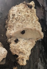 Fomitopsis palustris