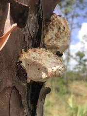Fomitopsis palustris