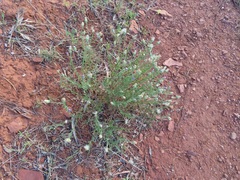 Vittadinia cuneata