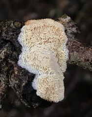 Echinoporia aculeifera