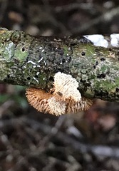 Echinoporia aculeifera