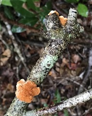 Echinoporia aculeifera