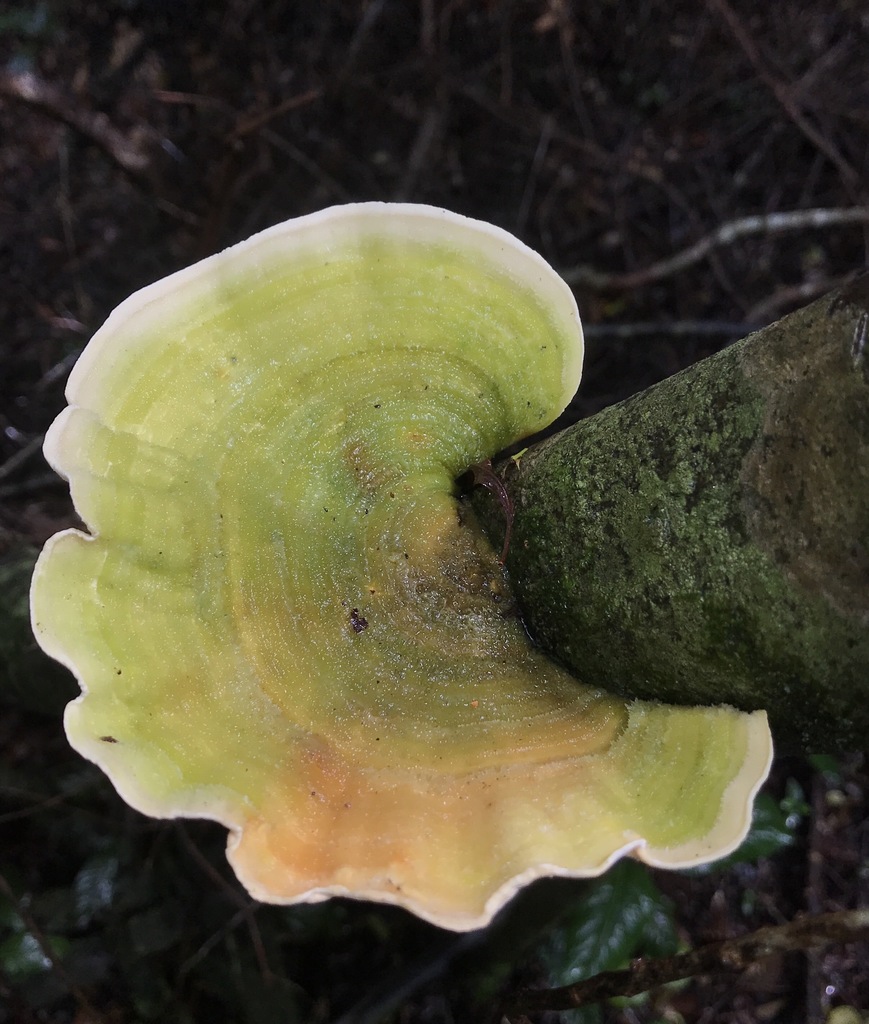 Trametes pavonia