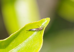 Idolothrips spectrum