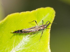 Idolothrips spectrum