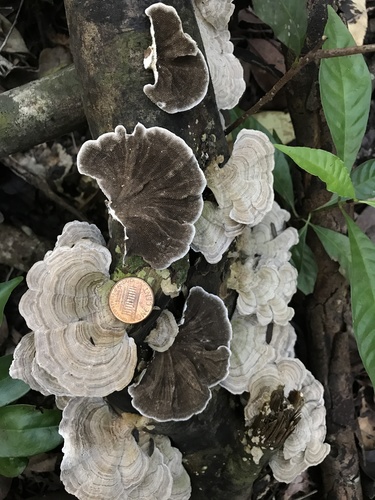 Trametes villosa