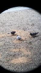 Columba livia domestica