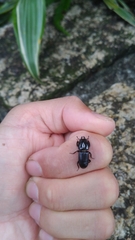 Figulus binodulus