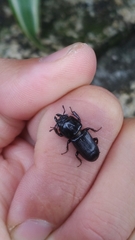 Figulus binodulus