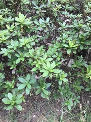 Rhododendron × pulchrum