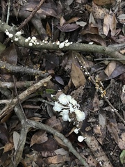 Marasmiellus cubensis