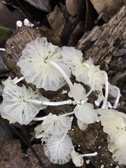 Marasmiellus cubensis