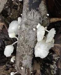 Marasmiellus cubensis