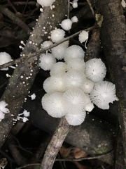 Marasmiellus cubensis