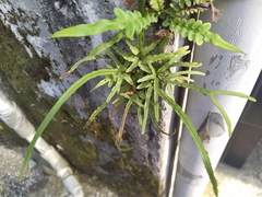 Pteris multifida