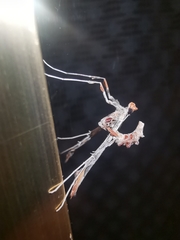 Lineodes triangulalis