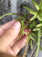 Pteris multifida