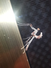 Lineodes triangulalis