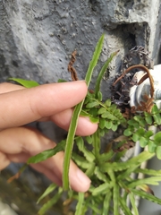 Pteris multifida