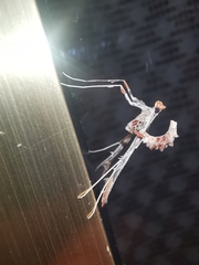 Lineodes triangulalis