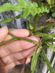 Pteris multifida
