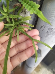 Pteris multifida
