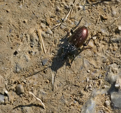 Pterostichus bicolor