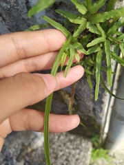 Pteris multifida