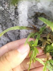 Pteris multifida