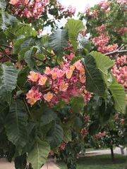 Aesculus × carnea