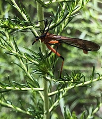 Harpobittacus