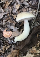 Tylopilus rhoadsiae