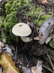 Tylopilus rhoadsiae