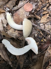 Tylopilus rhoadsiae